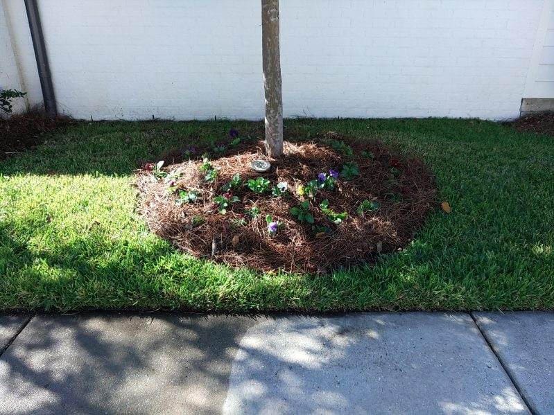 A tree planted in a small garden bed surrounded by grass and mulch.