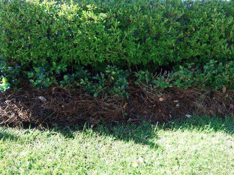 Freshly mulched garden bed beneath dense green shrubbery.