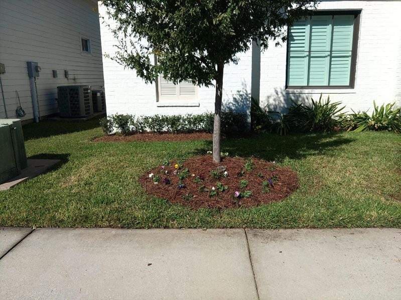 A young tree surrounded by a mulched flower bed in a residential lawn.