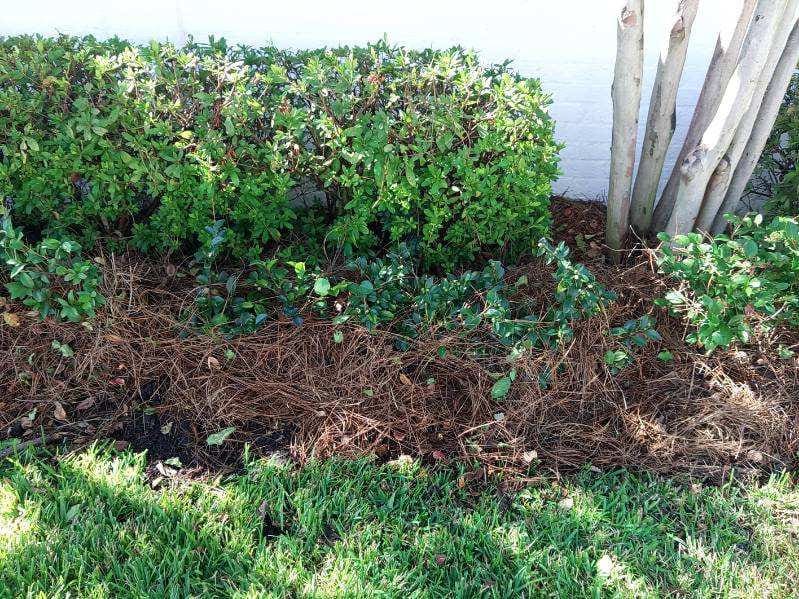 Freshly mulched garden bed with green shrubs and lawn.