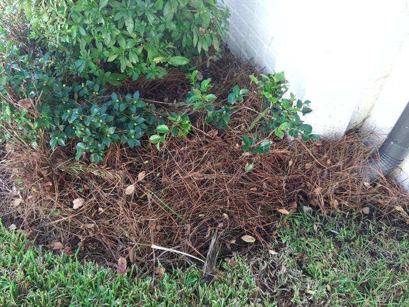Garden bed with young green plants and mulch near a white wall.