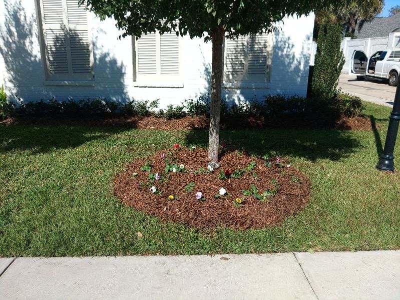 Circular flower bed with small white flowers around a tree in a grassy yard.