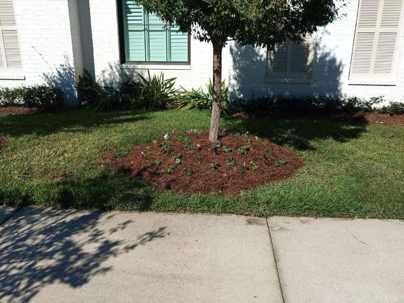 A small tree surrounded by mulch in a grassy yard near a sidewalk.