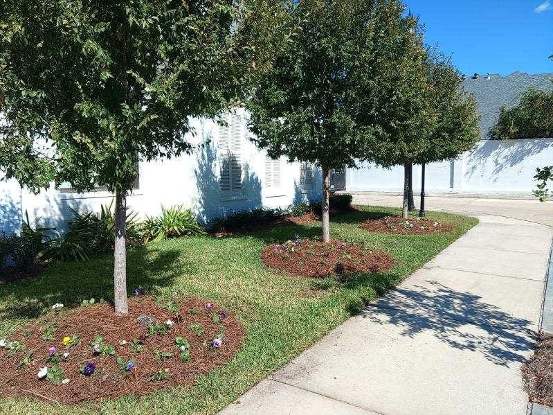A row of trees with mulch beds along a sidewalk on a sunny day.