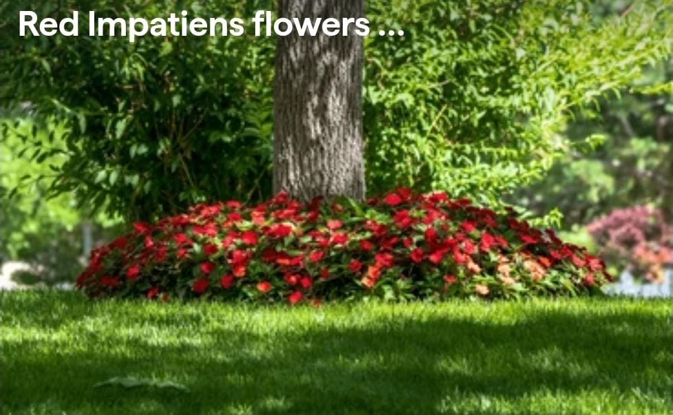 Red flowers blooming under a tree in a lush green garden.